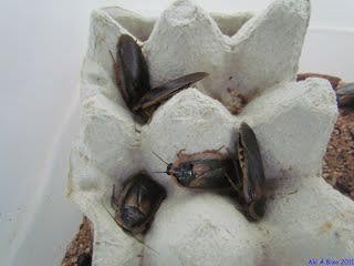 Baratas Argentinas(Dubias)